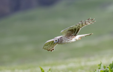 Northern Hen Harrier