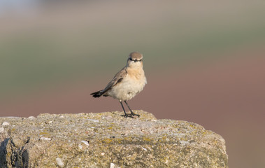 Isabelline Wheatear