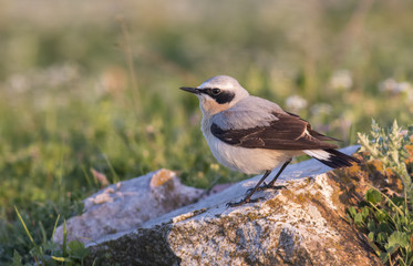 Northern Wheatear