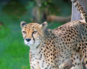 Fototapeta na wymiar Leopard walking in cage