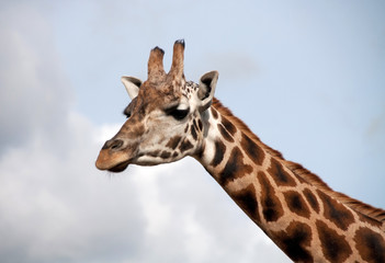Portrait of a young giraffe