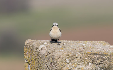 Northern Wheatear