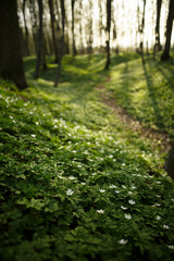 Abstract sunny beautiful spring background. Selected focus. Wood with spring flowers. White flowers anemones cover green meadow