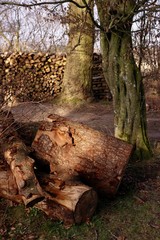 Brennholz im Wald