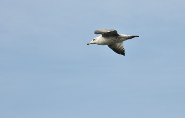 One Seagull glide in a blue sky
