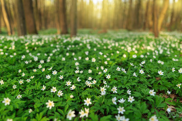 Abstract sunny beautiful spring background. Selected focus. Wood with spring flowers. White flowers anemones cover green meadow