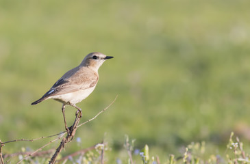 Northern Wheatear