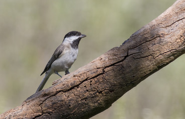 Obraz premium Sombre Tit