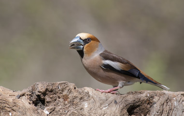 Hawfinch