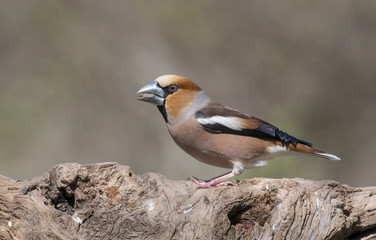 Hawfinch