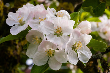 Apfelbaumblüten