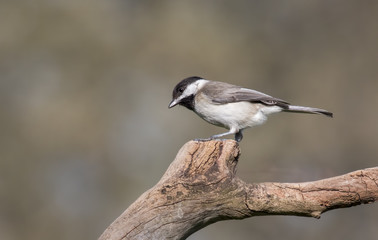 Sombre Tit