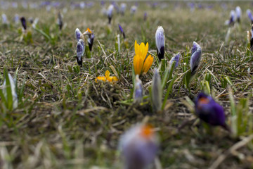 Metaphor image expectation chance achievement