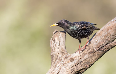 Common Starling take a bath