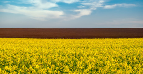 Obraz premium Landscape with yellow rapeseed field
