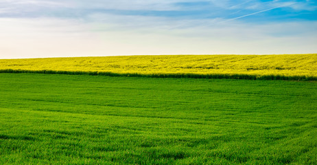 Rapeseed yellow field in spring