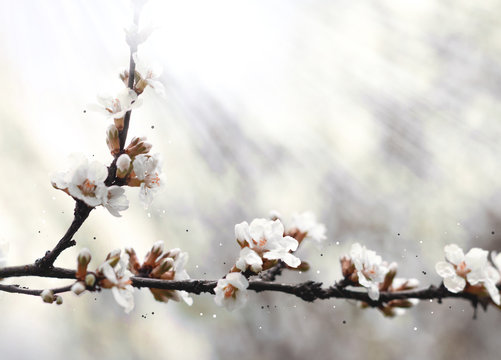 blooming cherry tree branch in spring