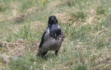 Obraz premium Hooded Crow