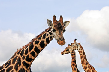Giraffes