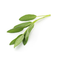 Obraz premium Sage plant isolated on a white background