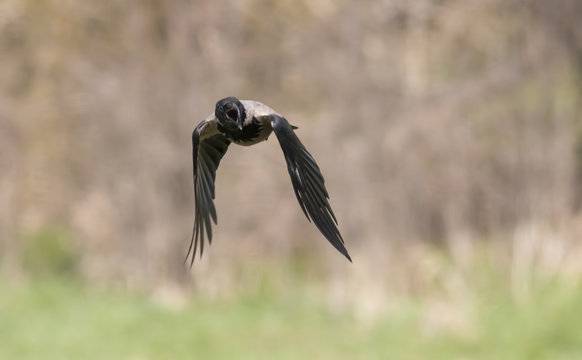 Hooded Crow