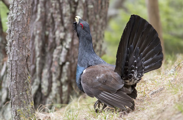 Capercaillie (Tetrao urogallus) male in the spring forest