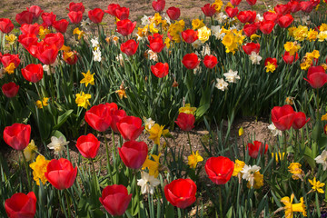 Sfondo floreale con tulipani e narcisi rossi e gialli