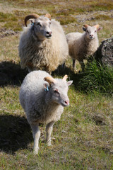 Fototapeta premium Icland sheep family