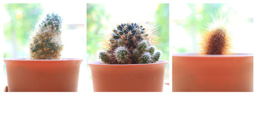 Fototapeta premium cactus flowers