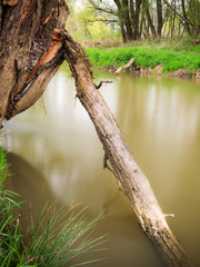 Die Au am Fluss Raab bei Jennersdorf im Burgenland