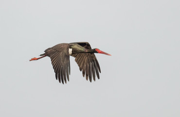 Black Stork flying