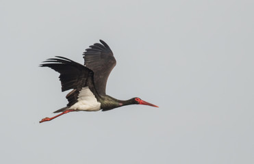 Black Stork flying