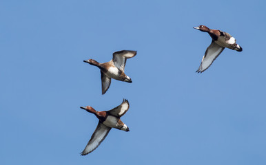 Ferruginous duck