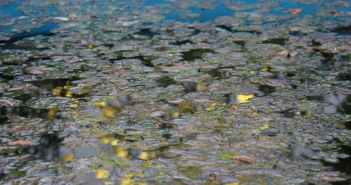 Wasser mit verwelkten Bl&auml;ttern und Reflektionen
