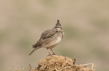 Crested Lark