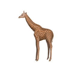 Giraffe wild african animal vector Illustration on a white background