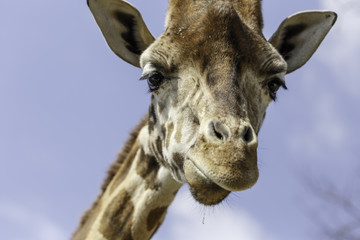 Naklejka premium the giraffe with a light blue background