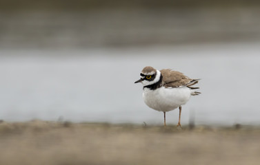 Little Ringed Plover
