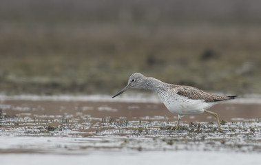 Common Greenshank