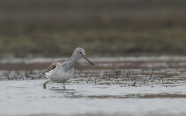 Common Greenshank