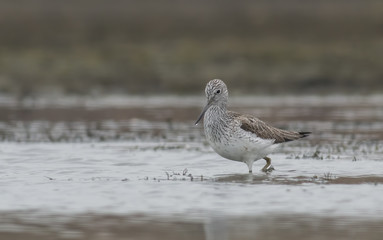 Common Greenshank