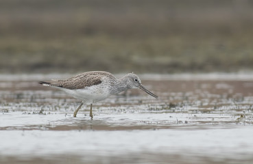 Common Greenshank