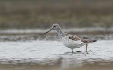Common Greenshank