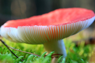 Toadstool at the forest