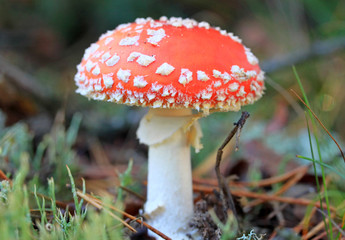 Macro of red amanita