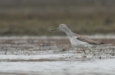 Common Greenshank (Tringa nebularia)