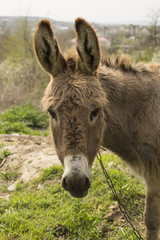 Donkey grazing on a chain near the house.
