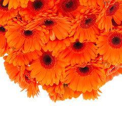 Square image of orange African daisies on white.
