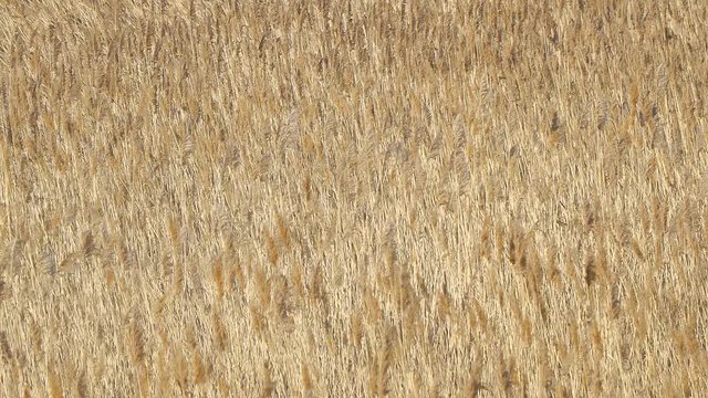Phalaris arundinacea or Reed canary grass. Beautiful dry marsh grass swinging in the wind.