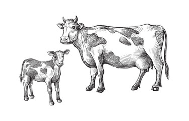 sketches of cows and calf drawn by hand. livestock. cattle. animal grazing. vector illustration